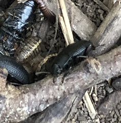 Asiopus minimus