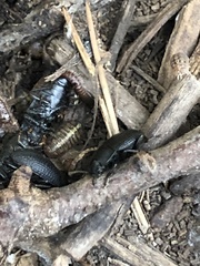 Asiopus minimus