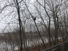 Sciurus carolinensis
