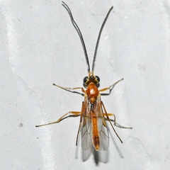 Temelucha ferruginea