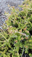 Acantholippia seriphioides