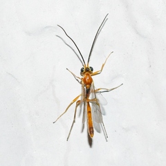 Temelucha ferruginea