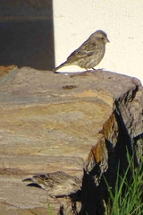 Crithagra atrogularis