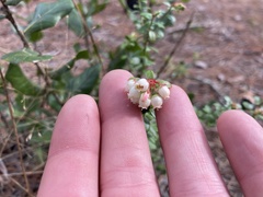 Vaccinium myrsinites image