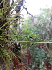 Ophiocordyceps camponoti-floridani