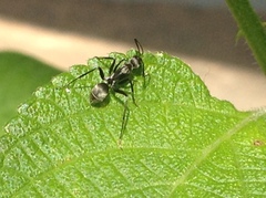Camponotus