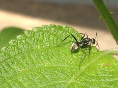 Camponotus