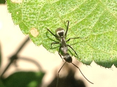 Camponotus