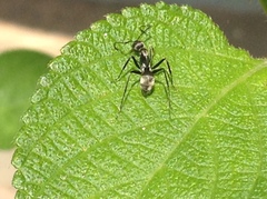 Camponotus