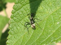 Camponotus