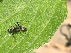 Camponotus