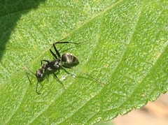 Camponotus