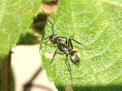 Camponotus
