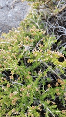Acantholippia seriphioides