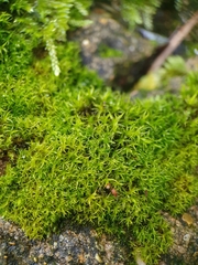 Bryoerythrophyllum recurvirostrum
