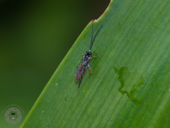 Ichneumonidae