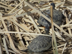 Trachemys scripta elegans