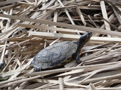 Trachemys scripta elegans