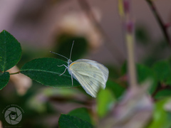 Pieris