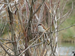 Passer domesticus