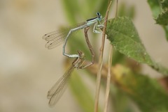 Platycnemis dealbata