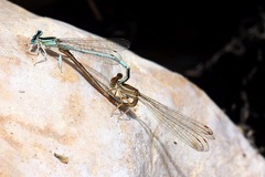 Platycnemis dealbata