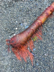 Pterothamnion pectinatum