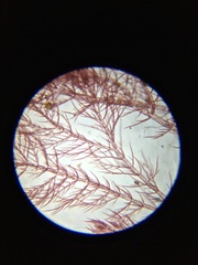 Pterothamnion pectinatum