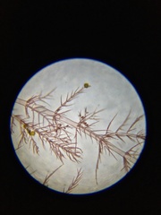 Pterothamnion pectinatum