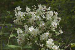 Philadelphus tenuifolius