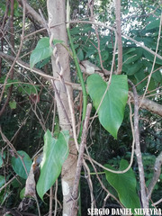 Philodendron hederaceum