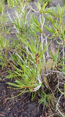 Colliguaja integerrima