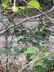 Phaseolus polystachios