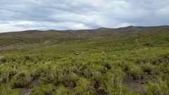 Colliguaja integerrima