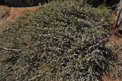 Ceanothus arcuatus
