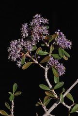 Ceanothus arcuatus