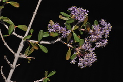 Ceanothus arcuatus