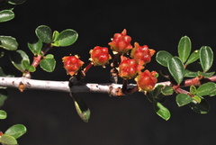 Ceanothus arcuatus