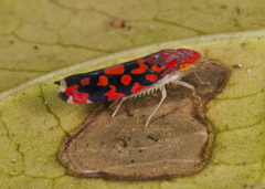 Ladoffa dependens