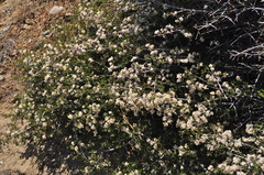 Ceanothus arcuatus