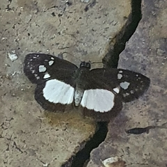 Papilionoidea