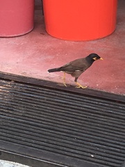 Acridotheres tristis