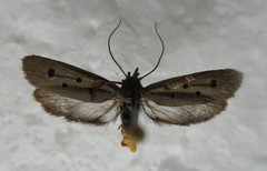 Ethmia aurifluella