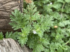 Glandularia quadrangulata