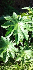 Ricinus communis