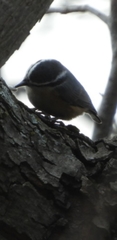 Sitta canadensis