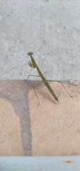 Musonia remota
