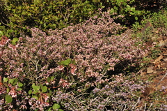 Ceanothus arcuatus