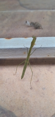 Musonia remota