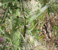 Cirsium horridulum